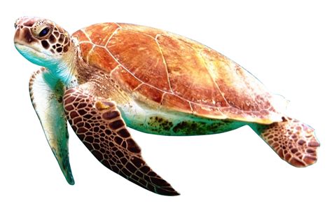 Turtle PNG Image - PurePNG | Free transparent CC0 PNG Image Library