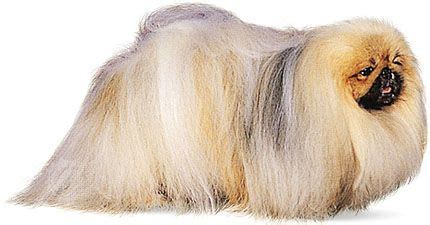 Pekingese | Breed, Care, Upkeep, Temperament, Lapdog, Toy Dog ...