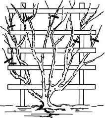 Lucy on Gardening: HOW TO PRUNE CLIMBING ROSES BY THESE SIMPLE DIAGRAMS