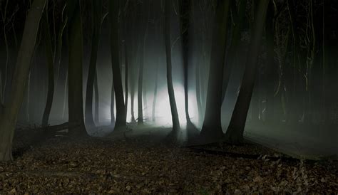 nature, Landscape, Trees, Forest, Mist, Night, Leaves, Fall, Branch, Dark, Silhouette Wallpapers ...