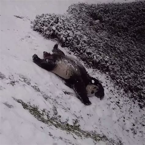 Watch Giant Pandas Have the Best Snow Day Ever