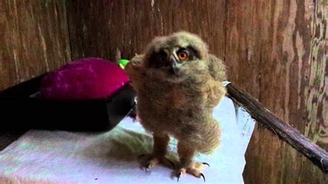 Eagle owl baby 051115 - YouTube