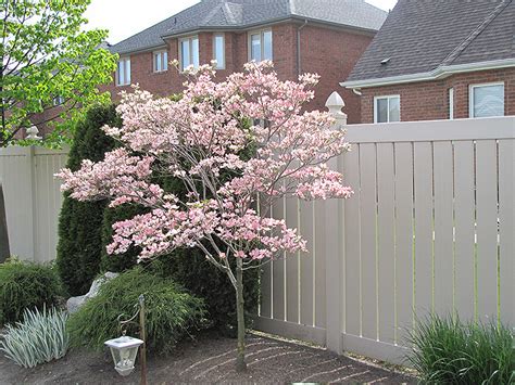 Santaa Juana: Pink Flowering Dogwood Tree Varieties - OnlinePlantCenter 5 gal. 4 ft. Pink ...