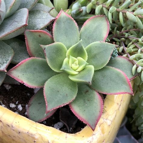 Aeonium 'Kiwi' - Garden Crossings