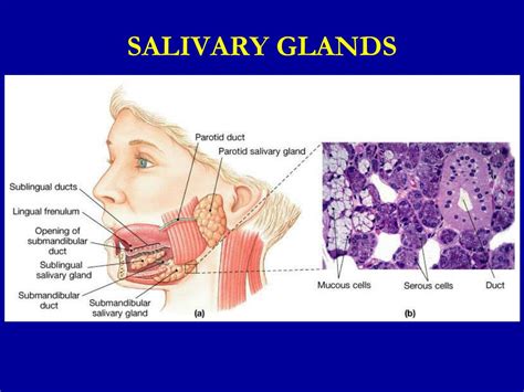 PPT - Secretory Functions of the Alimentary Tract (Secretion of Saliva ...