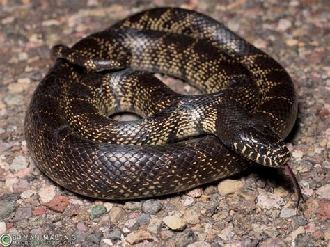 Desert Kingsnake