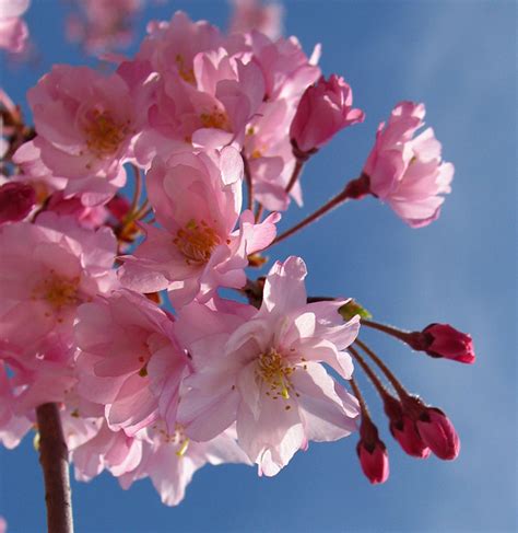 Poppular Photography: Pink Flowering Tree