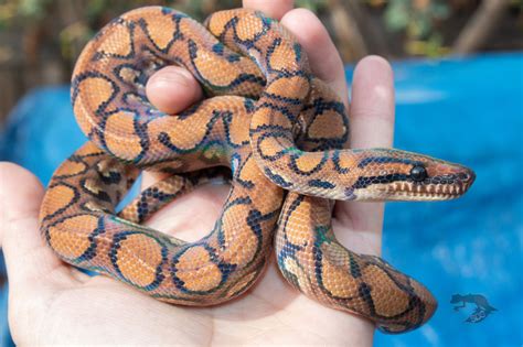 Rainbow Boa Morphs and Types - StarDust Scales