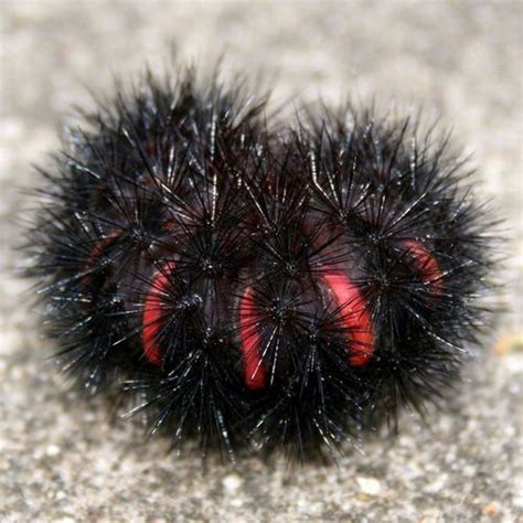 Furry Caterpillar Types and Identification Guide | HubPages