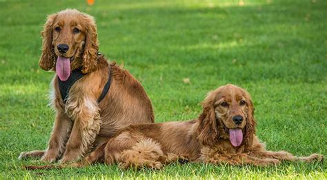 The Differences Between Male and Female Dogs