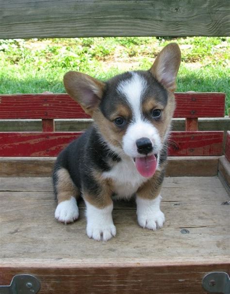 Cute little tri-color corgi | Dogs | Pinterest