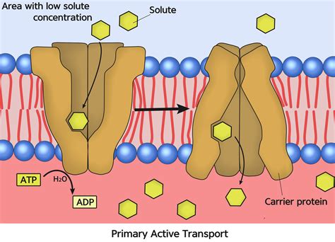 Explain the difference between primary active transport and | Quizlet