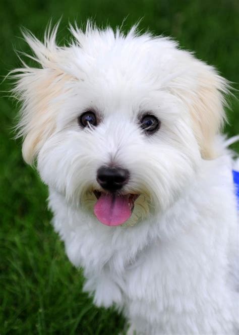 40 best Coton de Tulear Dogs images on Pinterest | Coton de tulear ...