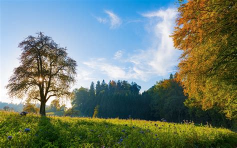 switzerland, Trees, Meadow, Flowers, Autumn, Fall, Sky, Landscape ...