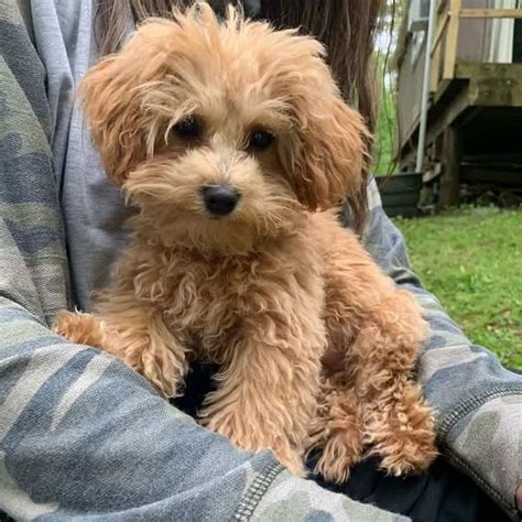 25 Maltipoo Haircuts to Make Your Puppy Even Cuter