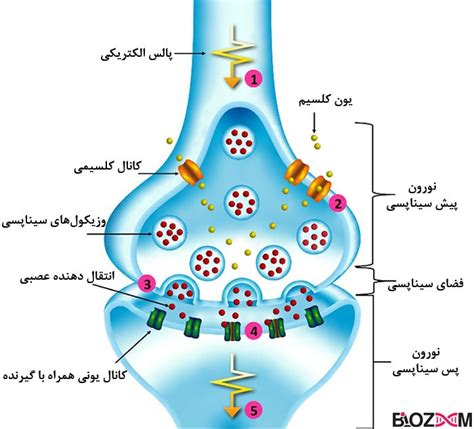 آشنایی با انواع سیناپس عصبی | مجله بیوزوم