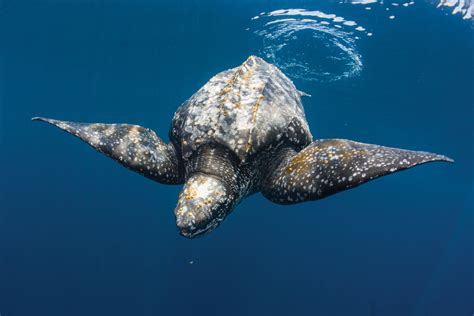 Welcome to Planet Leatherback — The State of the World's Sea Turtles | SWOT