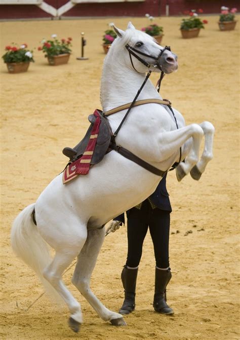 _MG_0355-web | como bailan los caballos andaluces | arkaitzpano | Flickr