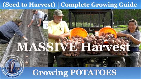 How to Grow Potatoes, Seed to MASSIVE Harvest - YouTube