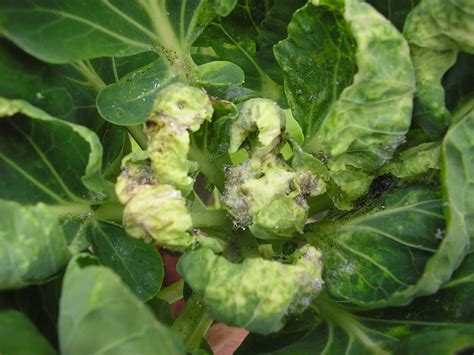 Mealy Cabbage Aphids on my Brussels Sprouts! - Greenside Up