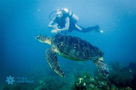 Moalboal Diving - The Blue Orchid Resort Moalboal