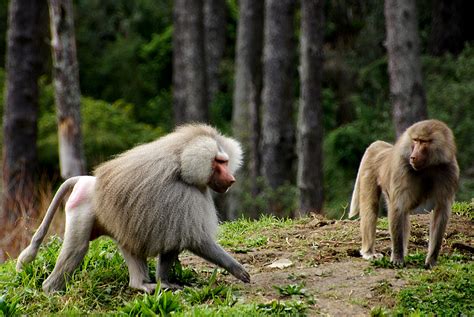 Free Images : wildlife, zoo, mammal, fauna, primate, baboon, vertebrate, sonydslra580 ...