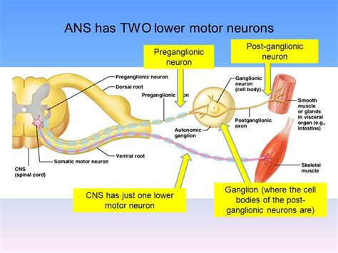 ganglionic motor neuron – Liberal Dictionary