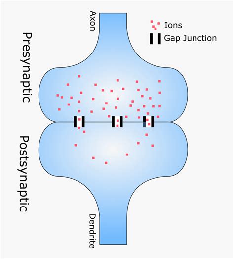 Electrical Synapse, HD Png Download - kindpng