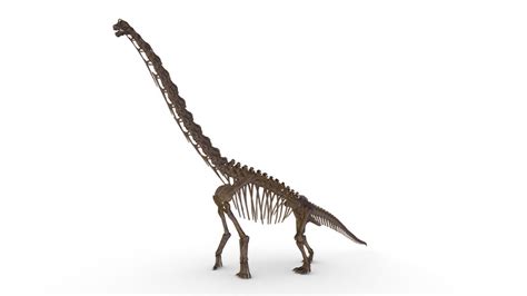 Brachiosaurus Skeleton