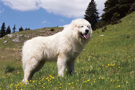 Farm Guardians: The Great Pyrenees - Grit