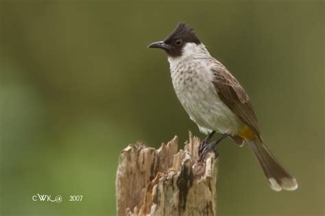 Gambar Burung Kutilang Cantik dan Eksotis | GambarBinatang.Com