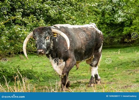 English Longhorn Bull with Impressive Long, Curved Horns on Common ...