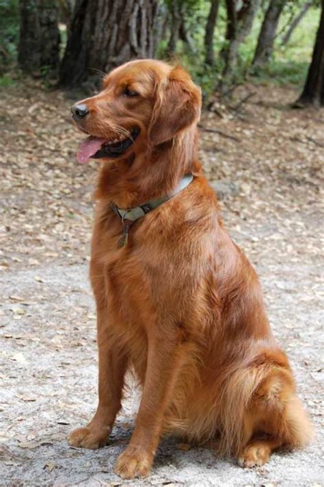 field-line golden retriever | Natural History