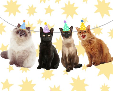 Cat Full Body Photo Banner Cat Birthday Banner Pet Photo - Etsy