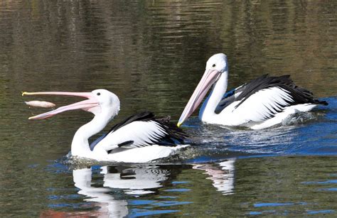 Pelicans eating fish | Tidbinbilla, ACT | Caroline Jones | Flickr