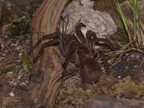 The Online Zoo - Goliath Birdeater