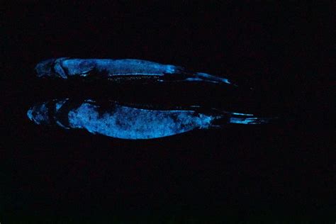 Bioluminescent shark found off the coast of New Zealand is now the largest known glow-in-the ...