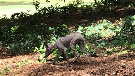 Chupacabra in the Carolinas? Or a coyote with mange? We asked an expert.