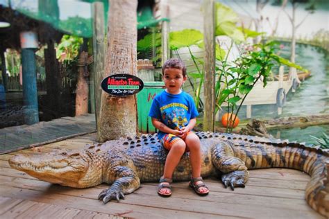 Complete Review of the Saint Augustine Alligator Farm (and tips for visiting!) - 2TravelDads