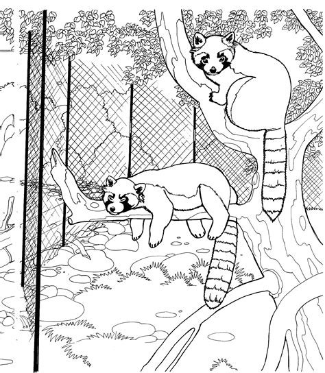 Free Raccoon Coloring Pages