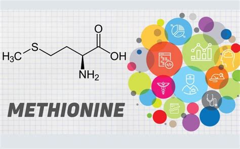 Must Know Facts about Methionine