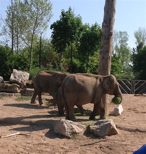 Chester Zoo Elephants | Chester zoo, Zoo, Elephant