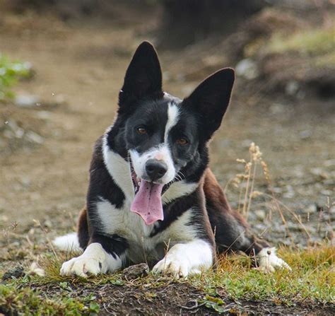 McNab Dog (McNab Shepherd) Info, Temperament, Puppies, Pictures