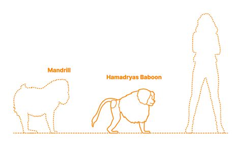 Hamadryas Baboon (Papio hamadryas) Dimensions & Drawings | Dimensions.com