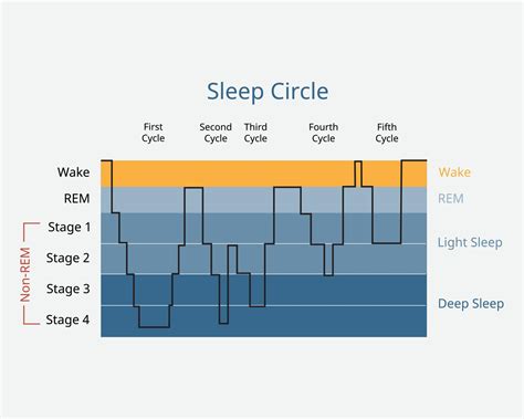 sleep circle with sleep stage to analysis of brain activity during ...