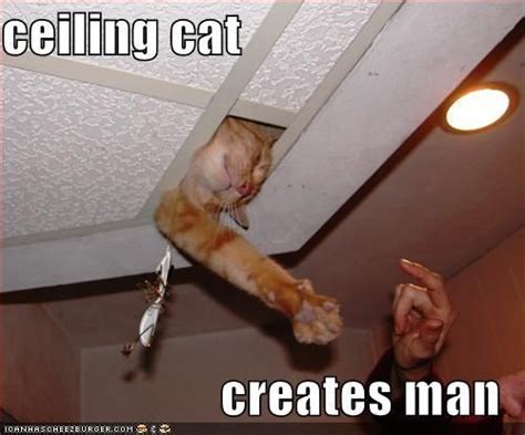 [Image - 8037] | Ceiling Cat | Know Your Meme