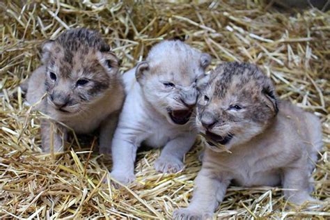 Rare White Lion Cub Born in Nebraska Zoo - dBTechno