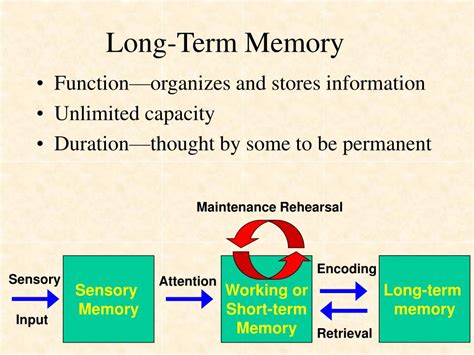 PPT - Three Stages of Memory PowerPoint Presentation, free download ...