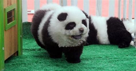 An Italian circus actually dyed puppies to look like pandas.