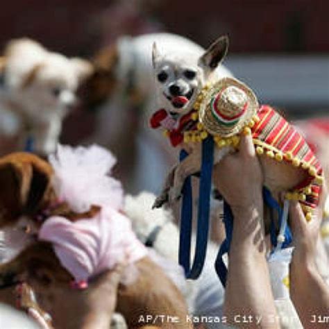 Chihuahua costume mexican | Chihuahua, Dog parade, Chihuahua costumes